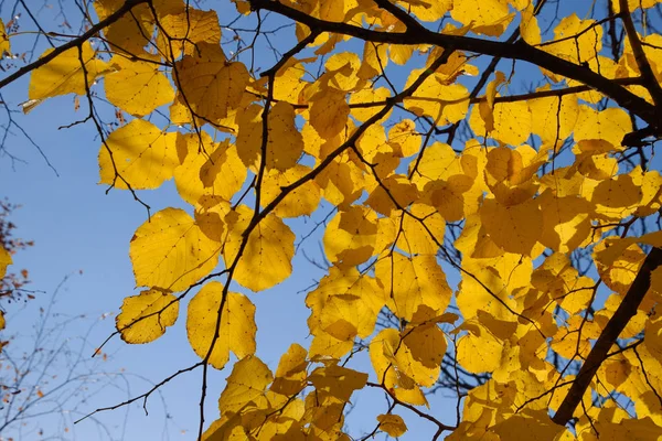 Folhas amarelas de tília contra o céu e a luz de fundo. Autum — Fotografia de Stock