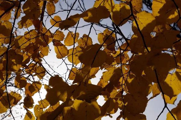 Feuilles jaunes de tilleul contre le ciel et le contre-jour. Autum — Photo