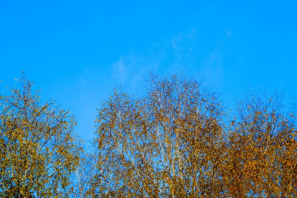 Yellow leaves on birch branches. Autumn came to the birch grove — Stock Photo, Image