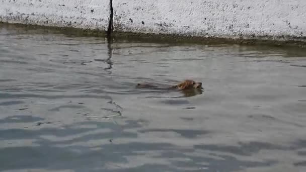 Hond verschijnt uit de zee aan wal en draagt stok in zijn tanden — Stockvideo