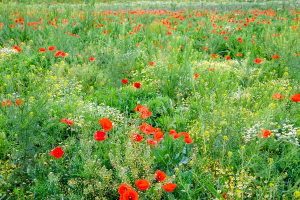 Floração de papoula vermelha no campo. — Fotografia de Stock