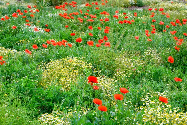 Coquelicot rouge en fleurs dans le champ. — Photo