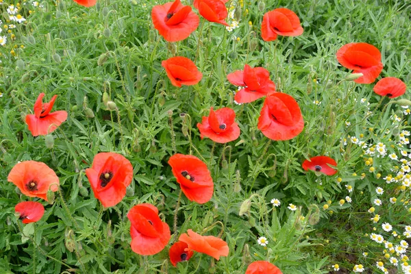 Floração de papoula vermelha no campo. — Fotografia de Stock