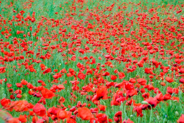 Blühender roter Mohn auf dem Feld. — Stockfoto