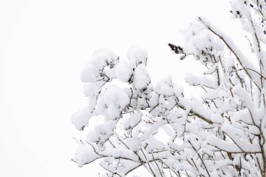 Ağaç dallarında kar. Karla kaplı ağaçların kış manzarası. Karların altındaki dalların şiddeti. Doğada kar yağışı