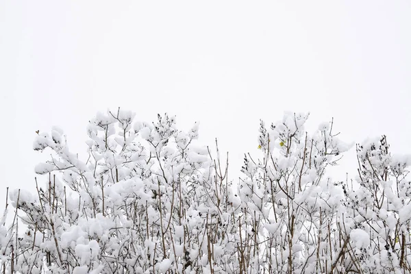 Snö på trädgrenarna. Vinterutsikt över träd täckta med snö. Svårighetsgraden av grenarna under snön. Snöfall i naturen — Stockfoto