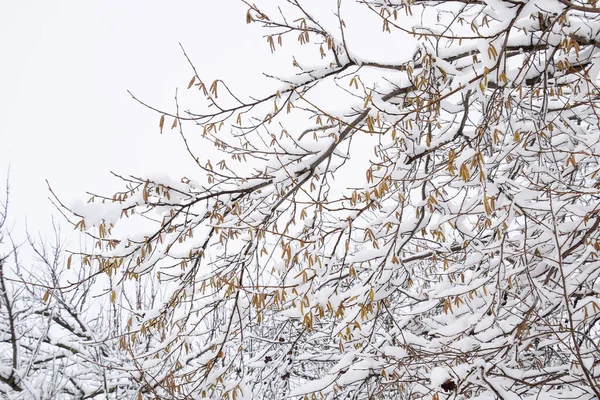 Nieve en las ramas de los árboles. Vista de invierno de árboles cubiertos de nieve. La severidad de las ramas bajo la nieve. Nieve en la naturaleza —  Fotos de Stock