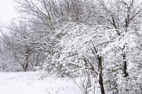 Nieve en las ramas de los árboles. Vista de invierno de árboles cubiertos de nieve. La severidad de las ramas bajo la nieve. Nieve en la naturaleza —  Fotos de Stock