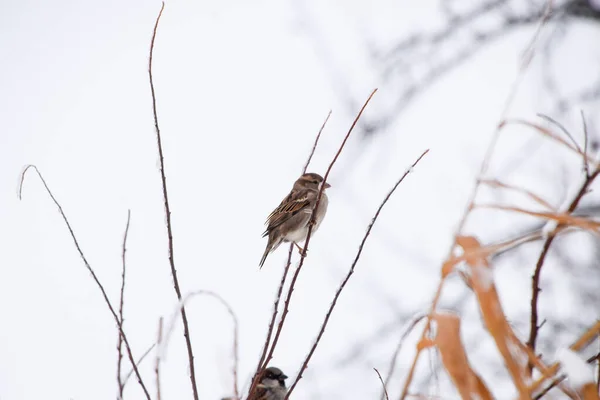 Sparrow na větve keřů. Zimní dny v týdnu pro vrabce. Společná sparrow na větvích rybíz — Stock fotografie