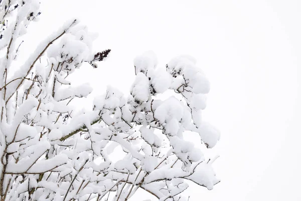 Sneeuw op de takken. Winter Uitzicht op bomen bedekt met sneeuw. De ernst van de takken onder de sneeuw. Sneeuwval in de natuur — Stockfoto