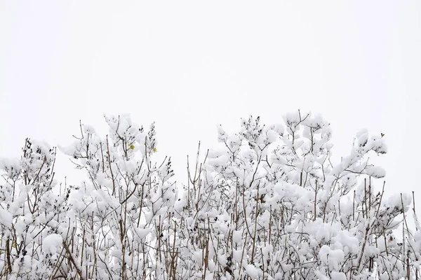 Sneeuw op de takken. Winter Uitzicht op bomen bedekt met sneeuw. De ernst van de takken onder de sneeuw. Sneeuwval in de natuur — Stockfoto