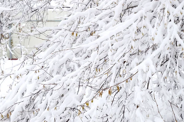 Sneeuw op de takken. Winter Uitzicht op bomen bedekt met sneeuw. De ernst van de takken onder de sneeuw. Sneeuwval in de natuur — Stockfoto