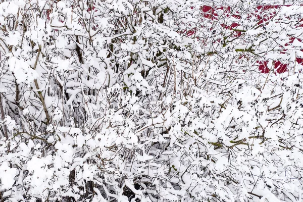 Nieve en las ramas de los árboles. Vista de invierno de árboles cubiertos de nieve. La severidad de las ramas bajo la nieve. Nieve en la naturaleza —  Fotos de Stock