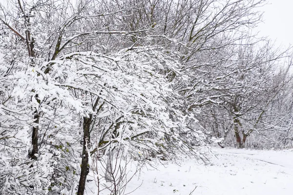 Сніг на гілках дерев. Зимовий вид на дерева, вкриті снігом. Тяжкість гілок під снігом. Снігопад у природі — стокове фото