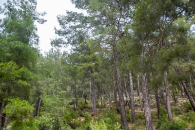 Tepelerdeki sedir ormanı, dağlardaki kozalaklı ağaçlar