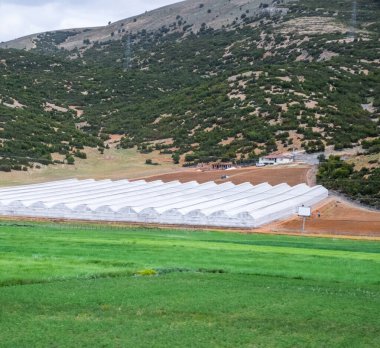 Büyük endüstriyel seranın içinde büyüyen domates bitkileri. Sanayi tarımı.