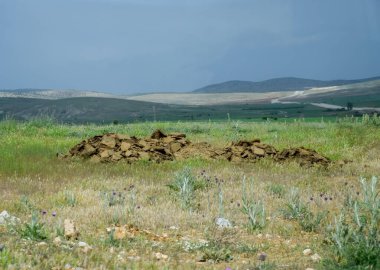 Tarlada gübre yığınları var. Topraklı inek ve at gübresi.