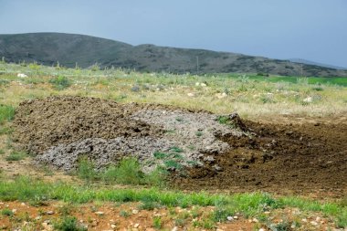 Tarlada gübre yığınları var. Topraklı inek ve at gübresi.
