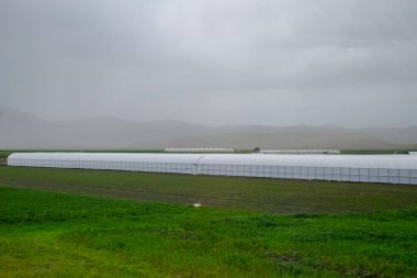 Büyük endüstriyel seranın içinde büyüyen domates bitkileri. Sanayi tarımı.