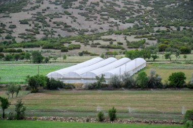 Büyük endüstriyel seranın içinde büyüyen domates bitkileri. Sanayi tarımı.