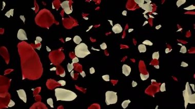 Romantik kırmızı beyaz uçan gül çiçek yaprakları Sevgililer günü, anneler günü, evlilik yıldönümü tebrik kartları, davet veya Doğum günü e-kart için. Sorunsuz döngü 4 k alfa kanalı izole