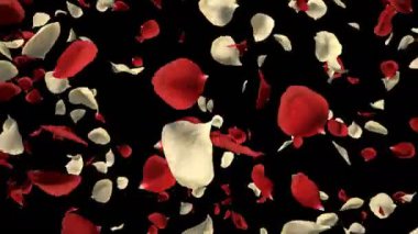 Sevgililer günü, anneler günü, evlilik yıldönümü tebrik kartları, davet veya Doğum günü e-kart için kırmızı beyaz gül çiçek yaprakları uçan romantik whirl. Sorunsuz döngü 4 k alfa kanalı izole