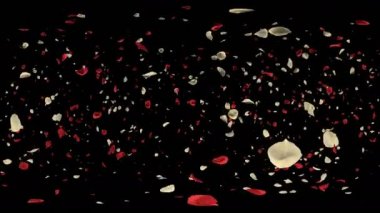 360 Vr romantik uçan kırmızı beyaz gül çiçek yaprakları Sevgililer günü, evlilik yıldönümü tebrik kartları, davet veya Doğum günü e-kart için. Sorunsuz döngü 4 k alfa kanalı izole