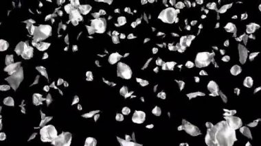 Gümüş metal uçan romantik Sevgililer günü, anneler günü, evlilik yıldönümü tebrik kartları, davet veya Doğum günü e-kart için çiçek yaprakları yükseldi. Sorunsuz döngü 4 k alfa kanalı izole