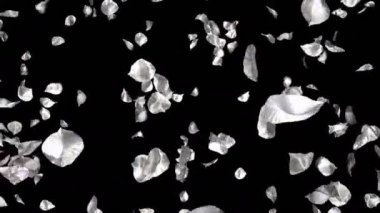 Gümüş metal uçan romantik Sevgililer günü, anneler günü, evlilik yıldönümü tebrik kartları, davet veya Doğum günü e-kart için çiçek yaprakları yükseldi. Sorunsuz döngü 4 k alfa kanalı izole