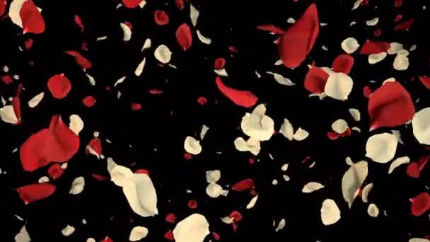 Romantikus repülő piros, Fehér Rózsa virág szirmai Szent Valentin-nap, anyák napja, esküvői évfordulója üdvözlőlapok, pályázati vagy születésnapi képeslap. Varrat nélküli hurok 4k alfa csatorna elszigetelt