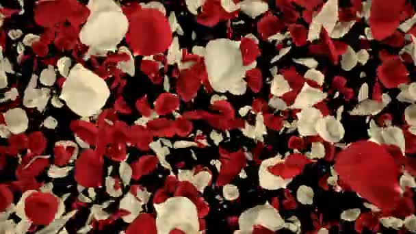 Романтичний Літаючих Червоний Білий Підннявся Квіткові Пелюстки Переходу Дня Святого — стокове відео