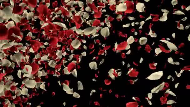 Romantikus repülő piros, Fehér Rózsa virág szirmai átmenet a Szent Valentin-nap, anyák napja, esküvői évfordulója üdvözlőlapok, pályázati vagy születésnapi képeslap. 4 k alfa csatorna elszigetelt