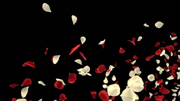 浪漫飞行红白色玫瑰花瓣为情人节 母亲节 结婚纪念日贺卡 邀请或生日电子贺卡 隔离的无缝环路 Alpha — 图库视频影像