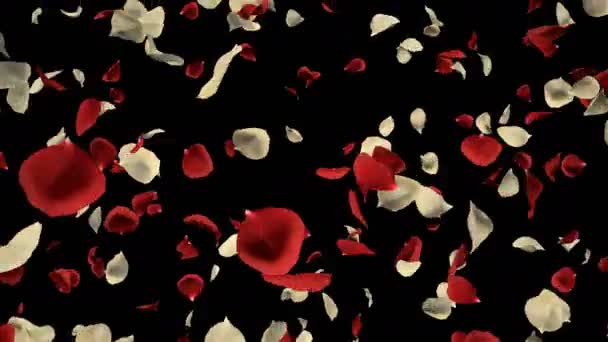 Romantico Volo Rosso Bianco Petali Fiori Rosa San Valentino Festa — Video Stock