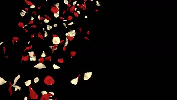 Romantic Flying Red White Rose Flower Petals Valentine Day Mother — Stock Video