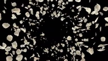 Beyaz gül çiçek yaprakları Sevgililer günü, anneler günü, evlilik yıldönümü tebrik kartları, davet veya Doğum günü e-kart uçan romantik. Sorunsuz döngü 4 k alfa kanalı izole