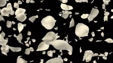 Sevgililer günü, anneler günü, evlilik yıldönümü tebrik kartları, davet veya Doğum günü e-kart için beyaz gül çiçek yaprakları uçan romantik whirl. Sorunsuz döngü 4 k alfa kanalı izole