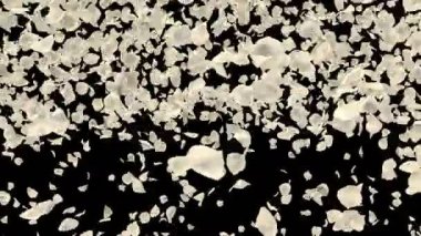 Beyaz gül çiçek yaprakları geçiş Sevgililer günü, anneler günü, evlilik yıldönümü tebrik kartları, davet veya Doğum günü e-kart uçan romantik. 4 k alfa kanalı izole