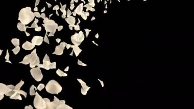 Beyaz gül çiçek yaprakları Sevgililer günü, anneler günü, evlilik yıldönümü tebrik kartları, davet veya Doğum günü e-kart uçan romantik. Sorunsuz döngü 4 k alfa kanalı izole