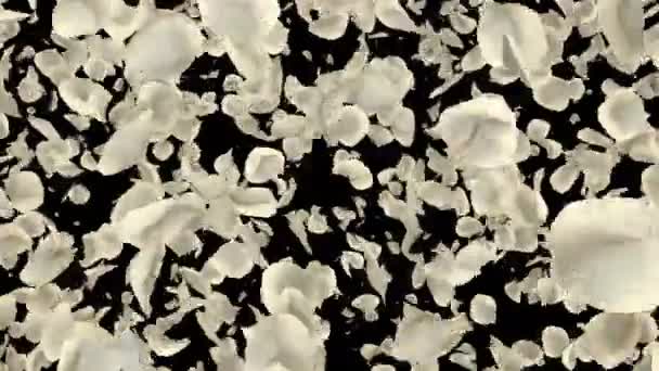 Romantic Flying White Rose Flower Petals Transition Valentine Day Mother — Stock Video