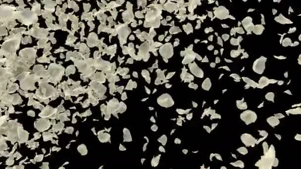 Romantické Létání Bílé Růže Květ Plátky Přechodu Pro Den Svatého — Stock video