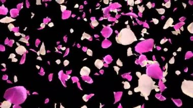 Uçan Romantik beyaz pembe Gül Çiçeği Yaprakları Düşen Alfa izole Loop