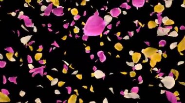 Uçan Romantik canlı renkli Gül Çiçeği Yaprakları Düşen Alfa izole Loop