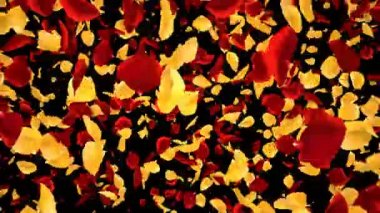 Uçan Romantik Sarı kırmızı Gül Çiçeği Yaprakları Düşen Alfa Kanal geçiş
