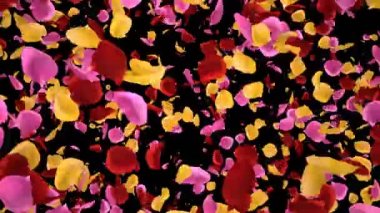 Uçan Romantik canlı renkli Gül Çiçeği Yaprakları Düşen Alfa geçiş