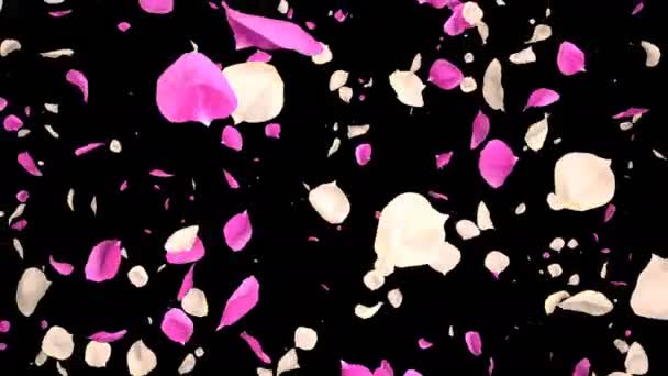Flying Romantic white pink Rose Flower Petals Falling Alpha isolated Loop — Stock Video