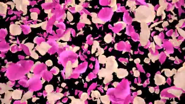 Volare Romantico bianco rosa petali di fiori di rosa Caduta Alpha Channel transizione — Video Stock