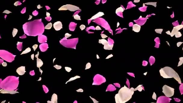 Flying Romántico blanco rosa pétalos de la flor de la caída Alpha aislado Loop — Vídeo de stock