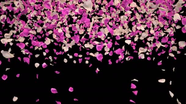 Volare Romantico bianco rosa petali di fiori di rosa Caduta Alpha Channel transizione — Video Stock