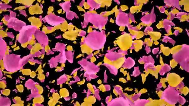 Vliegende romantische geel roze roos bloemblaadjes vallende alfakanaal overgang — Stockvideo